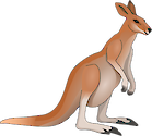 Illustration of Macropus rufus (Red Kangaroo)