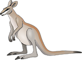 Illustration of Macropus agilis (Agile Wallaby)