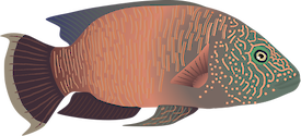 Female Cheilinus undulatus (Humphead Wrasse).