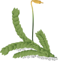 Illustration of moss with spore capsule