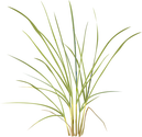 Illustration of American Beachgrass (Ammophila breviligulata)