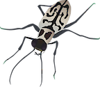 Illustration of Cicindela dorsalis media (Eastern Beach Tiger Beetle)