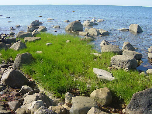 Grassy, rocky shoreline