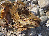 Fish head skeleton
