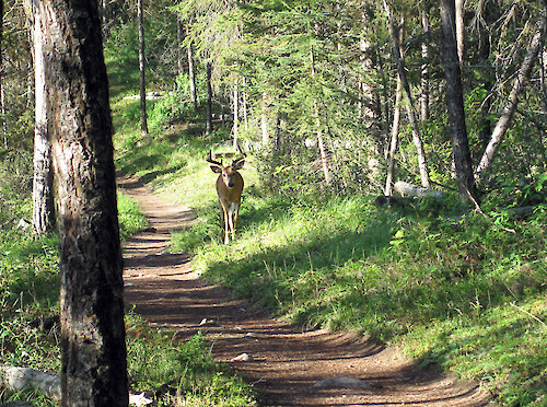 This deer was encountered on lakeside trail in early morning.