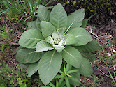Tea made with mullein was used as an herbal remedy for lung ailments.