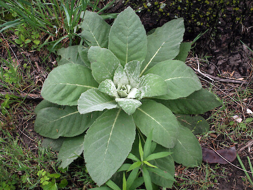 Tea made with mullein was used as an herbal remedy for lung ailments.