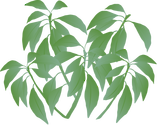 Illustration of a generic tropical shrub
