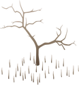 Illustration of a dead Black Mangrove (Avicennia germinans)