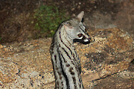 A secretive, nocturnal species, the Small Spotted Genet inhabits rocky terrain with caves, dense scrubland, pine forests, and marshland. This handsome, feline-looking animal, has a pale grey and black spotted coat, with a long striped tail. Like all genets, it has a small head, large ears and eyes, and short legs with retractable claws. 