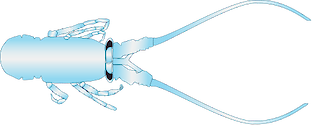 Illustration of Panulirus argus (Spiny Lobster) puerulus.