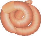 Illustration of an Earthworm (Lumbricus spp.)