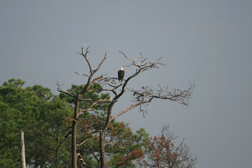 Bald eagle (Haliaeetus leucocephalus) at Blackwater National Wil