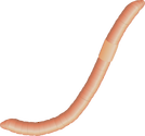 Illustration of an earthworm (Lumbricus spp.)