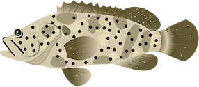 Illustration of Epinephelus malabaricus (Malabar grouper)