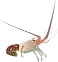 Illustration of Panulirus argus (spiny lobster) from the side view