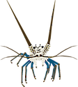 Illustration of Panulirus argus (spiny lobster) frontal view.