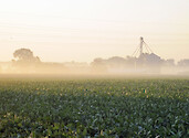 summer high humidity hangs suspended over soybean field