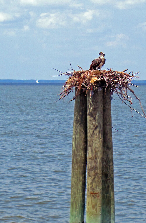 an osprey occupies it's nest overlooking a river