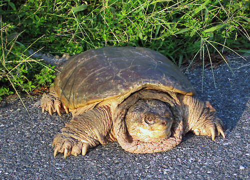 snapping turtle lies on the pavement during a summer day