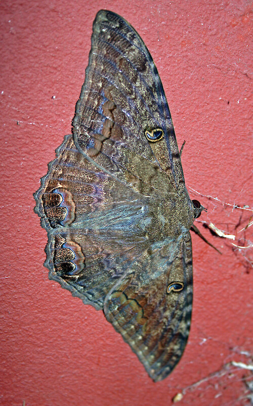 Black Witch Moth, Seen in Hawaii