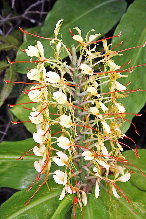 A Kahili Ginger Blossom found in Hawaii