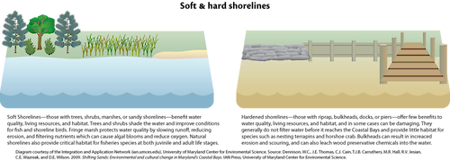 Conceptual Diagram illustrating the elements of a soft shoreline and how they can benefit a habitat, versus the elements of a hard shoreline that offer few benefits towards a habitat, and in some cases can be damaging.