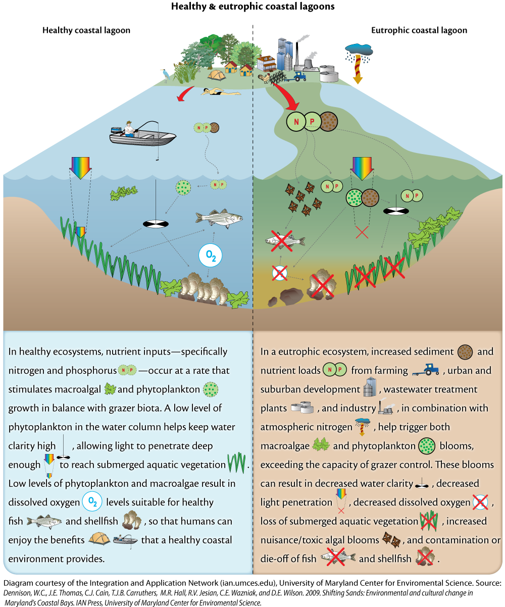 Healthy & eutrophic coastal lagoons | Media Library | Integration and ...