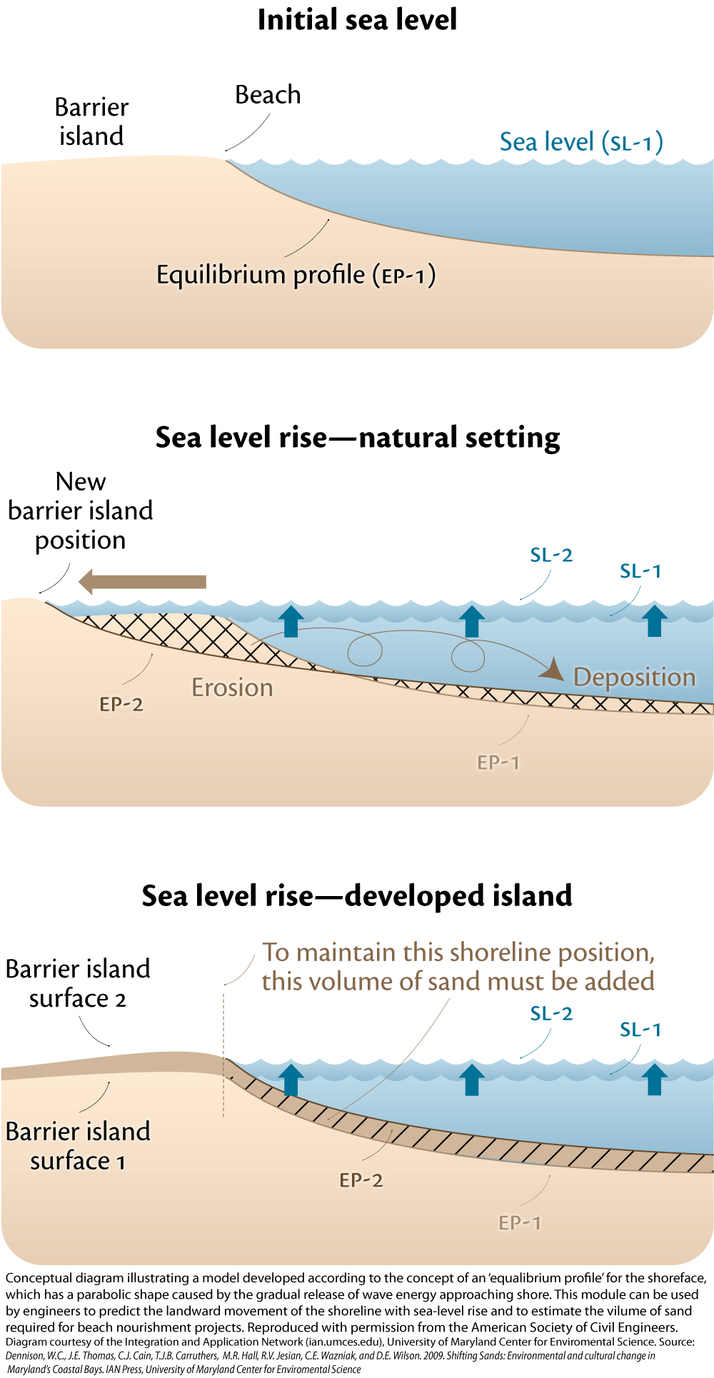 The 'Brunn rule' | Media Library | Integration and Application Network