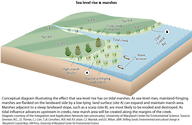 Conceptual diagram illustrating how sea-level rise creates mainland-fringing marshland, as well as how it affects existing marshes.