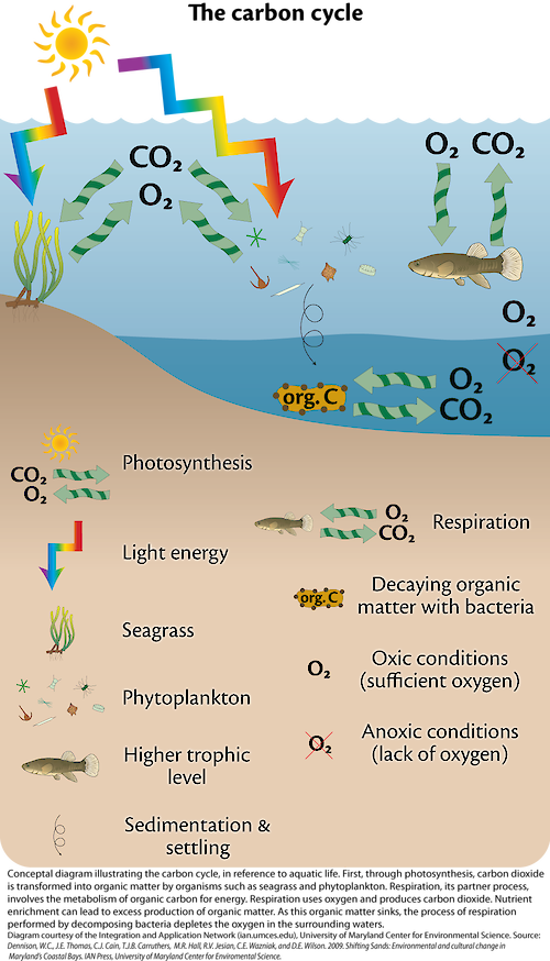 Conceptual diagram illustrating the carbon cycle relative to waterways, and the organisms that live there.