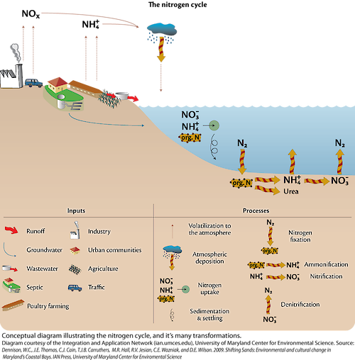 Conceptual diagram illustrating the nitrogen cycle, relative to waterways. The nitrogen cycle is very complex and involves many transformations.