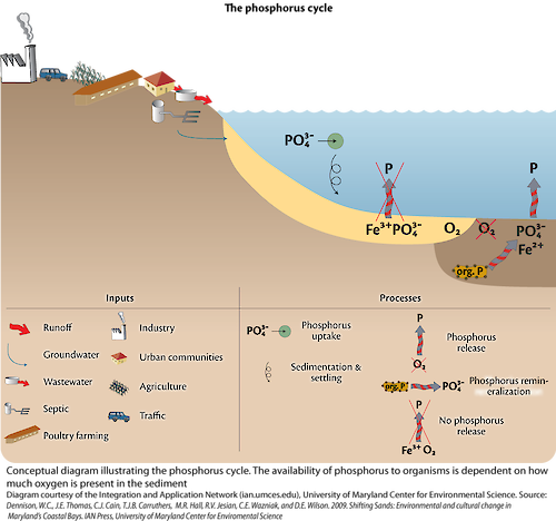 Conceptual diagram illustrating the inputs and processes that are a part of the phosphorus cycle.