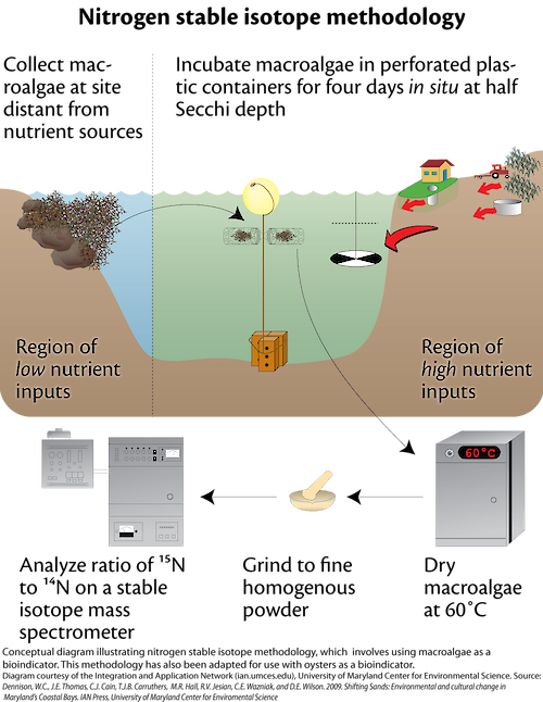 Conceptual diagram illustrating the methodology in analyzing the nitrogen in a water source using macroalgae as a bioindicator.