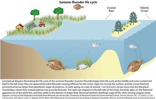 Conceptual diagram illustrating the life cycle of the summer flounder in the Maryland Coastal Bays.