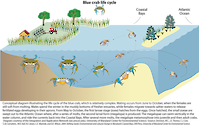 Conceptual diagram illustrating the complex processes in which a blue crab molts, mates, migrates, and develops eggs in the Maryland Coastal Bays.