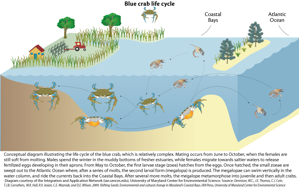 Life cycle of the blue crab | Media Library | Integration and