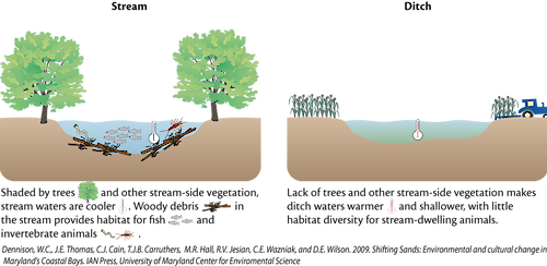 Conceptual diagram illustrating the differences between habitats in natural streams versus man-made ditches including the vegetation, water temperature, and the relative debris that contribute toward a habitat.