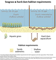Conceptual Diagram illustrating the general requirements for seagrass and clam aquaculture. These both include sandy sediment and shallow water.