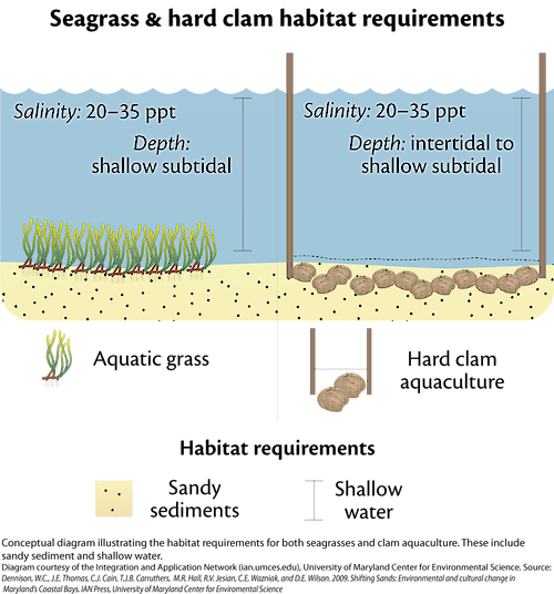 Conceptual Diagram illustrating the general requirements for seagrass and clam aquaculture. These both include sandy sediment and shallow water.