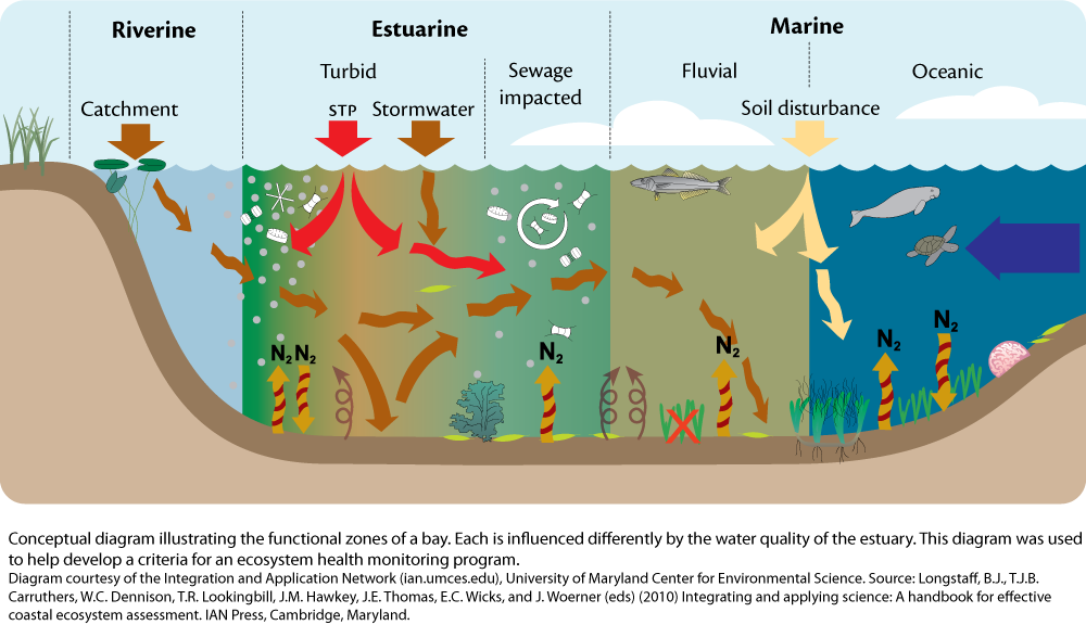 How water quality influences different zones in a waterway | Media ...