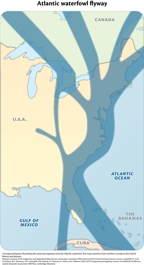 Conceptual diagram illustrating the seasonal migratory pattern stretching from northern Canada to the Gulf of Mexico and beyond.