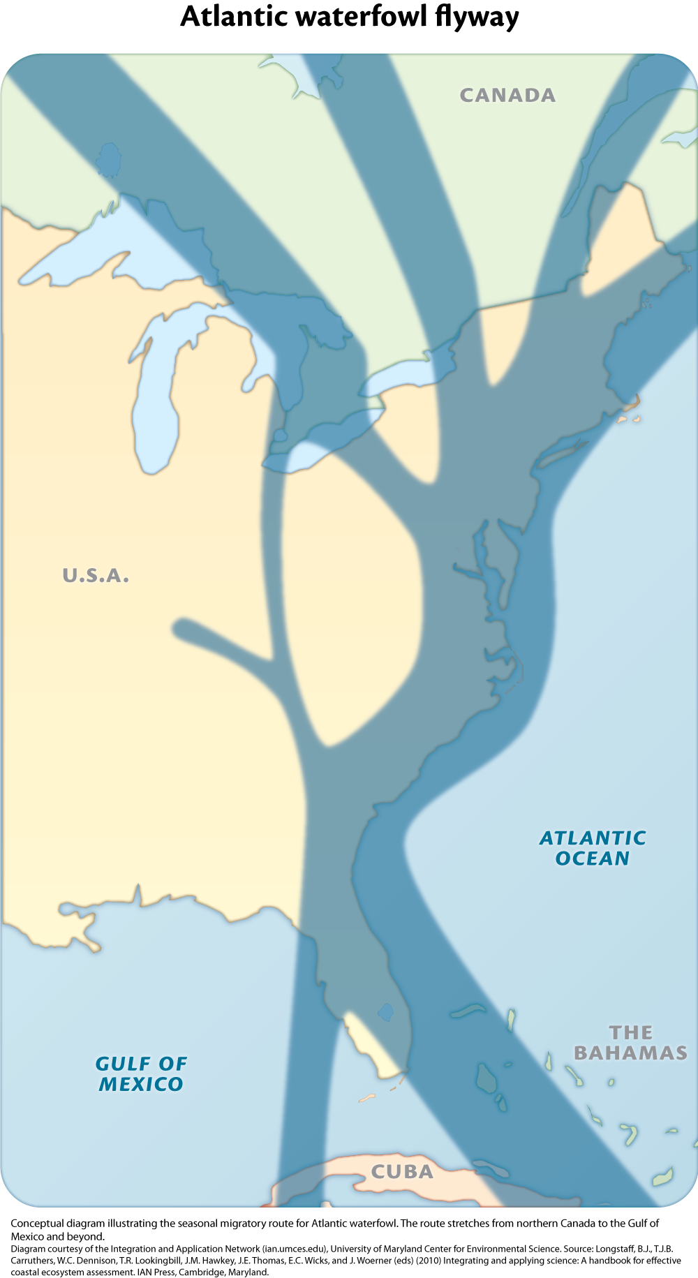 Atlantic Waterfowl Migration Patterns Media Library Integration And Application Network