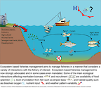 Conceptual diagram illustrating the idea of ecosystem based fisheries management, which aims to manage fisheries in a manner that considers a variety of interactions, both natural and anthropogenic, with the fishery of interest. This diagram focuses on the factors that affect Atlantic menhaden.