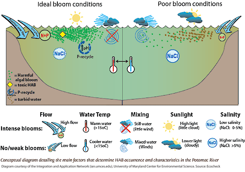 This conceptual diagram depicts the environmental factors that lead to harmful algal blooms in the Potomac River. The diagram compares ideal bloom conditions to poor bloom conditions.