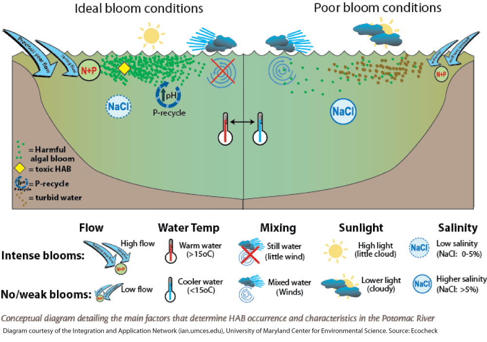 algal blooms diagram