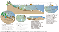 This conceptual diagram illustrates the components that make up habitat in an estuarine environment. The subtopics are biological habitat and food availabilty, water quality, substrate, and life history/species preferences.