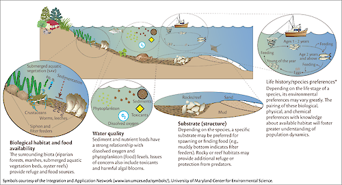 This conceptual diagram illustrates the components that make up habitat in an estuarine environment. The subtopics are biological habitat and food availabilty, water quality, substrate, and life history/species preferences.