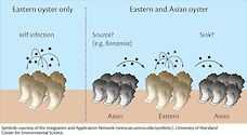 This conceptual diagram illustrates the idea that an introduction of the Asian oyster can act as a sink or a source of disease.