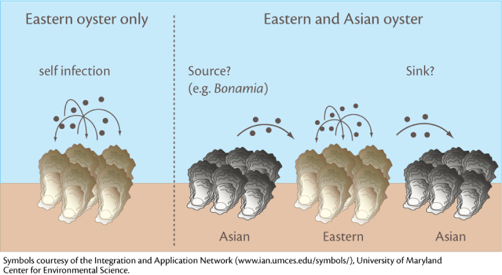 Oyster disease prevalence Media Library Integration and Application